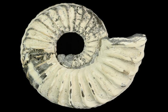 Ammonite (Pleuroceras) Fossil - Germany #125394